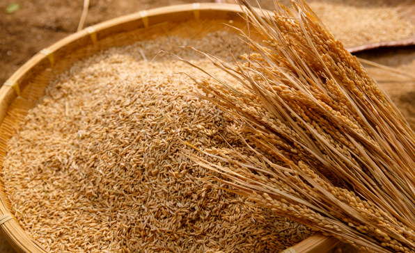 [이슈트렌드] 인도네시아, 2024년 2월 대선 앞두고 쌀 가격 안정 시급해져