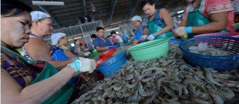 [사회] 태국 수산업계의 노동착취 실상과 인권 유린 논란