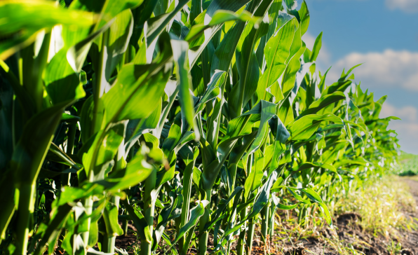 [이슈트렌드] 우크라이나, 러시아가 약탈 곡물 수입 자제와 우크라이나산 곡물의 안전한 수출을 위한 국제사회의 협조 요청
