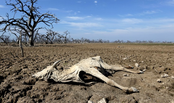 [포토] 파라과이 필코마요 강, 가뭄으로 생태계 파괴 위험