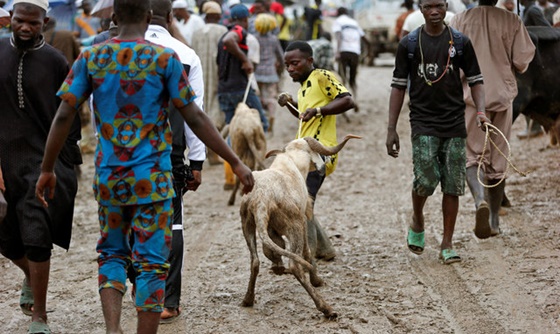 [포토] 나이지리아, 이드 축제용 가축 매매 전년 대비 하락해