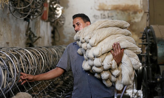 [포토] 이집트, 이드 축제 이후 울 생산량 대폭 증가해 