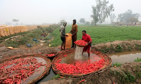 [포토] 오수에 농작물을 씻고 있는 파키스탄 농부들 